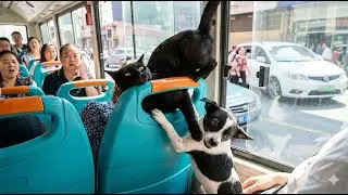 You Laugh You Lose😘The Funniest Animal Moments Compilation😂😸