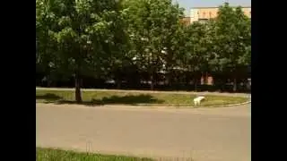 Maculan Kryvyi Rih