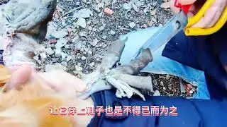 一群野鸭来讨吃的，家里的小公鸡“急”了，不许大爷喂鸭子