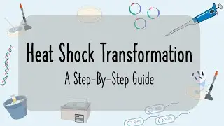 Heat Shock Transformation
