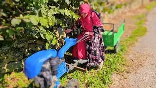 العروسة المصرية في حقول البندق الجبلية ⛰️أول تجربة لي لجمع البندق مع ابني وأتراك البحر الأسود🌰