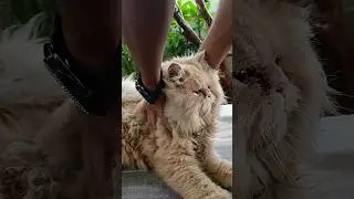 How to check temperature🌡️ in Persian cat 😺🐈🐾#persian #cat #viral #veterinary #doctor #animalhealth