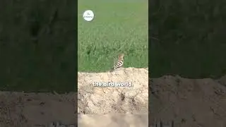 Hoopoe: Nature&rsquo;s Most Stylish Bird! | The Creatures