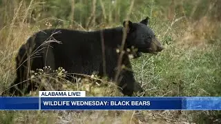 Wildlife Wednesday: Black Bears in Alabama