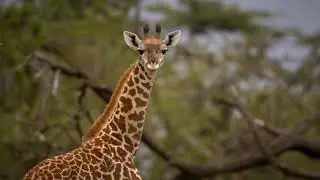 Tallest Animal on Earth  | Reaching for the stars &ndash; how tall are you? #shorts