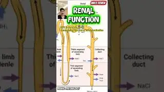 MRCS ARAB BOARD REVIEW #mrcsstudy #boardexam2025 #mrcsparta #nephrology.   GFR RENAL FUNCTION.