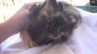 Kirby wheeking a little  :)