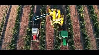 Leda H-Series Tow Behind Grape Harvester in Action!