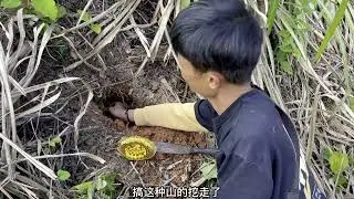 “老鼠洞”准备开挖，小伙一刀下去命中目标，掏出好几饼野生巢蜜