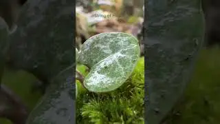 String of Hearts or Ceropegia woodii in my terrariums. Nice climbing plant in wet areas
