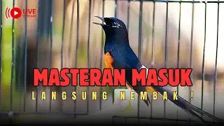 🔴TANPA BABIBU‼️Langsung Joss! Masteran yang Tidak Pakai Teori