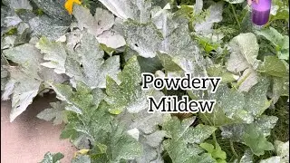 Fall Cleanup! Easy powdery mildew solution!