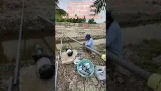 Bơm Maro 2hp, &aacute;p cao, tưới 1 lần 70 b&eacute;c 265 l&iacute;t/ph&uacute;t m&agrave; vẫn dư lưu lượng| Thuận Hiệp Th&agrave;nh