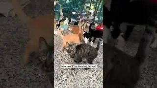 #CatsInNeed#CatRescue#FelineRescue#CatLoversUnite#SaveTheCats#KittyRescueMatters
