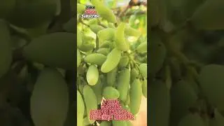 I Tried Growing Grapes Indoors    SHOCKING Results #grapenation #fruit #farming #garden #usa #grape