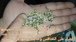 علاج الميقابكتيريا والديدان عند الحسون والكناري 
