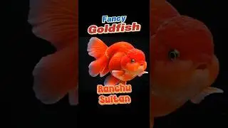 Goldfish Fancy, Ranchu Sulta #goldfish #fancygoldfish #fish #ranchu #short