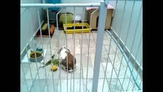 Bunny timelapse - raspivid - avconv/ffmpeg test 01