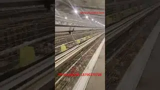 A type chicks cage broiler cage . Ready to lay chicken cage