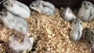 ジャンガリアン ハムスター 大乱闘スマッシュブラザーズ
