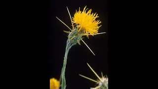 Yellow starthistle, Joe DiTomaso's comprehensive lecture, March 17, 2014, restored
