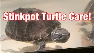 Stinkpot Turtle Care and Information