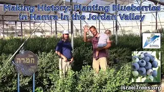Making History: Planting Blueberries in Hamra in the Jordan Valley