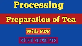 Tea Processing/Processing writing on making Tea