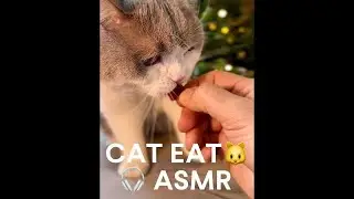 Cat eating ASMR style #purring #britishshorthair #catlover