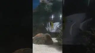 cute fish