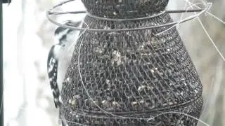 Female and male Downy woodpeckers visit No No Tier feeder