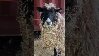 Barn Glitter Beauty