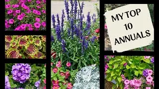 Discover the Must-Have Annuals for a Vibrant Garden!🌺🌻😊