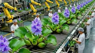 Inside a Modern Water Hyacinth Factory – From Raw Plants to Finished Products (Full Process) 