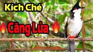 Kích Chào Mào Hót Đấu | Luyện Hót Sáng – Kích Bổi Ra Giọng, Trống Hót Căng Lửa #chaomao