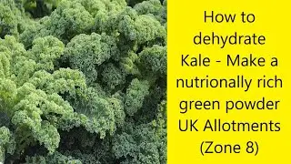 How to dehydrate Kale - Make a nutritionally powerful green powder - UK Allotments(Zone 8)
