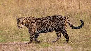 Saving the Jaguars of Brazil