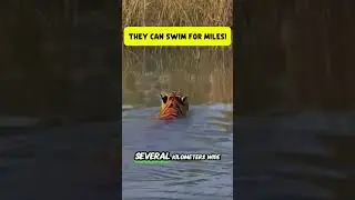 Tigers Are Incredible Swimmers!