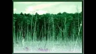Mehequcixa - Oak Trees