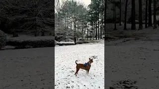 Bruno and snow #dog #animallife #puppy #doglife #snow #nature #naturelovers #colombus