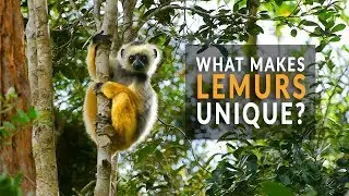 What Makes Lemurs Unique + The Link To Madagascar's Ecosystem