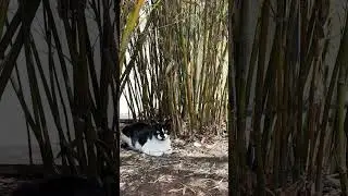 Meow Chillin under Bamboo Canopy
