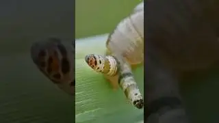 Disco Zombie Snail 🐌🕺 #shorts