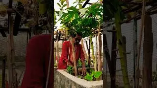 Tree plantation for Sonargaon University 2nd convocation #sonargaon_university #convocation