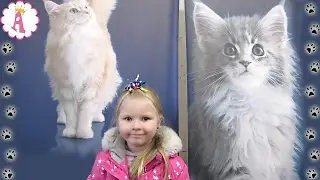 VLOG Алиса выставка кошек в Николаеве октябрь 2016 года Cat Show Ukraine милые кошки и котята kitten