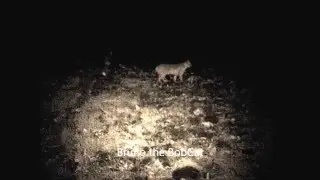 Bruno the BobCat