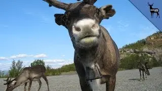 Facts To Know Before You Meet A Reindeer