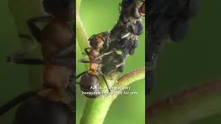 Ants and Aphids have a unique relationship. Ants protect aphids from predators in exchange for a ...