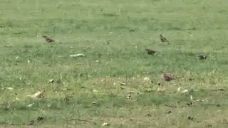 A flock of Redwings foraging. #thrush #redwings #rspb #birdlovers #birdphotography #birdwatchers
