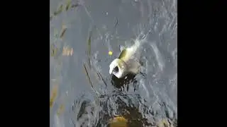 Pink salmon fishing in Wisconsin  #ownerhooks #acme #yetti #diawareels #sufix #powerpro #berkley